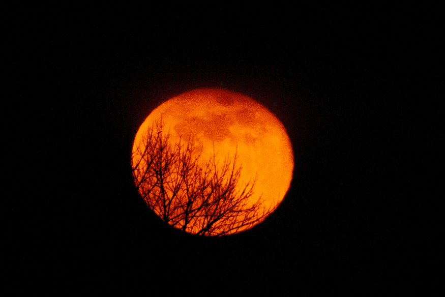 Lua alaranjada próxima ao horizonte atrás de galhos, exemplo de como a ilusão lunar pode parecer maior no céu