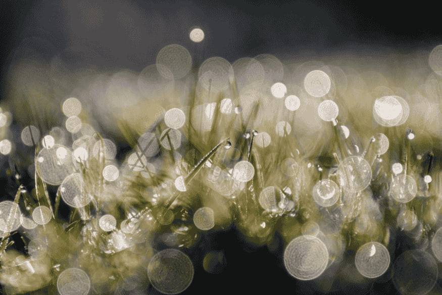 Gotas de orvalho sobre a grama durante a noite, indicando alta umidade que pode afetar telescópios e lentes