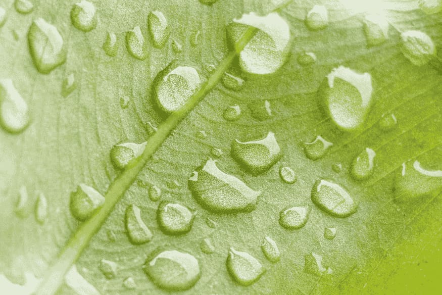 Gotas de água sobre folha verde, exemplo de condensação semelhante ao orvalho que pode atingir equipamentos astronômicos